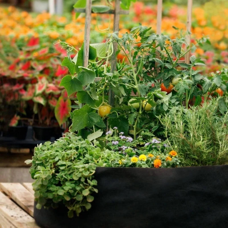 Felt Fabric Grow Bags for Vegetables, Tomatoes, Potatoes & Herbs — 1 to 30 Gallon Sizes — 1pc or 5pc Set